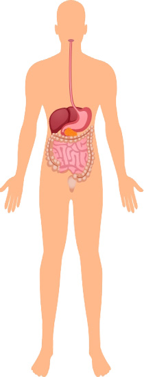 Sistema digestivo/digestório
